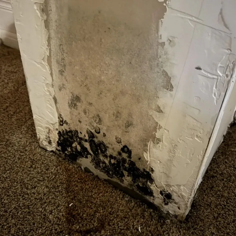 Professional Mold Removal in Buffalo, WV
